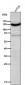 Anti-IFNAR1/Beta R1 Rabbit Monoclonal Antibody